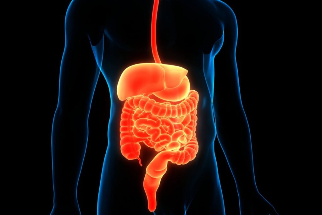 digestive system