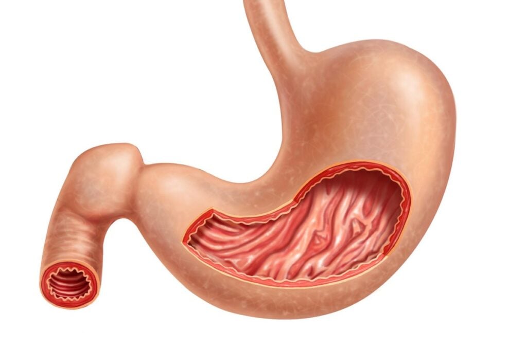 stomach