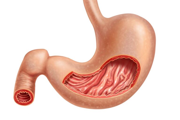 stomach